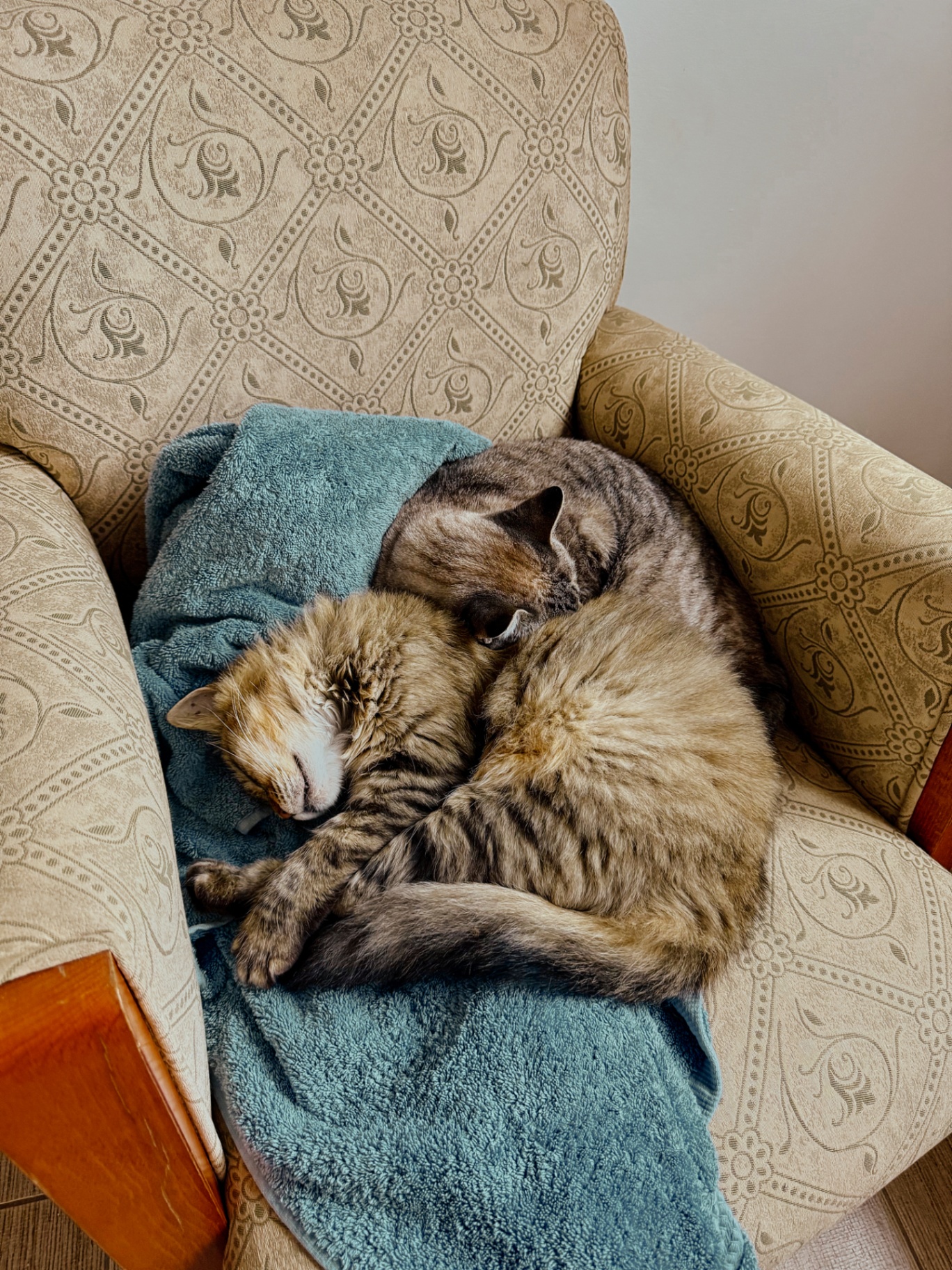 Cats resting in an armchair