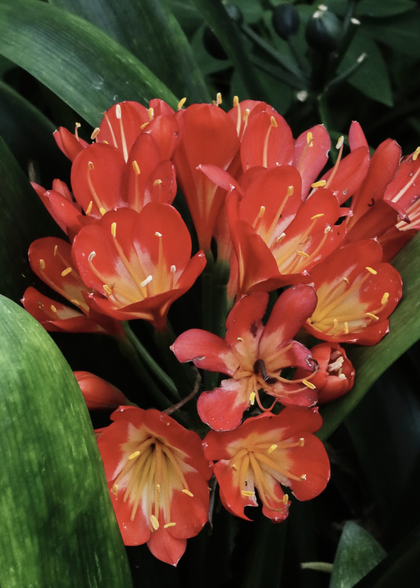 Tropical flowers in the garden